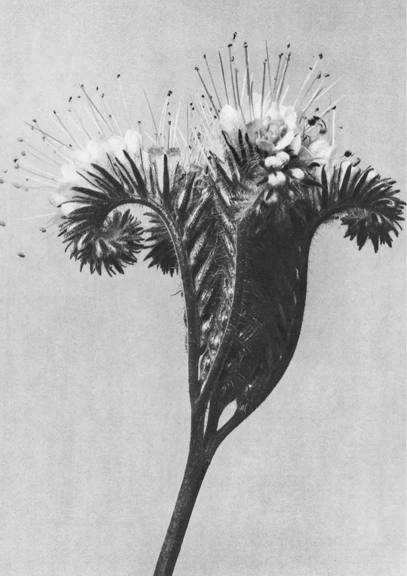 Integratiivinen psykoterapia