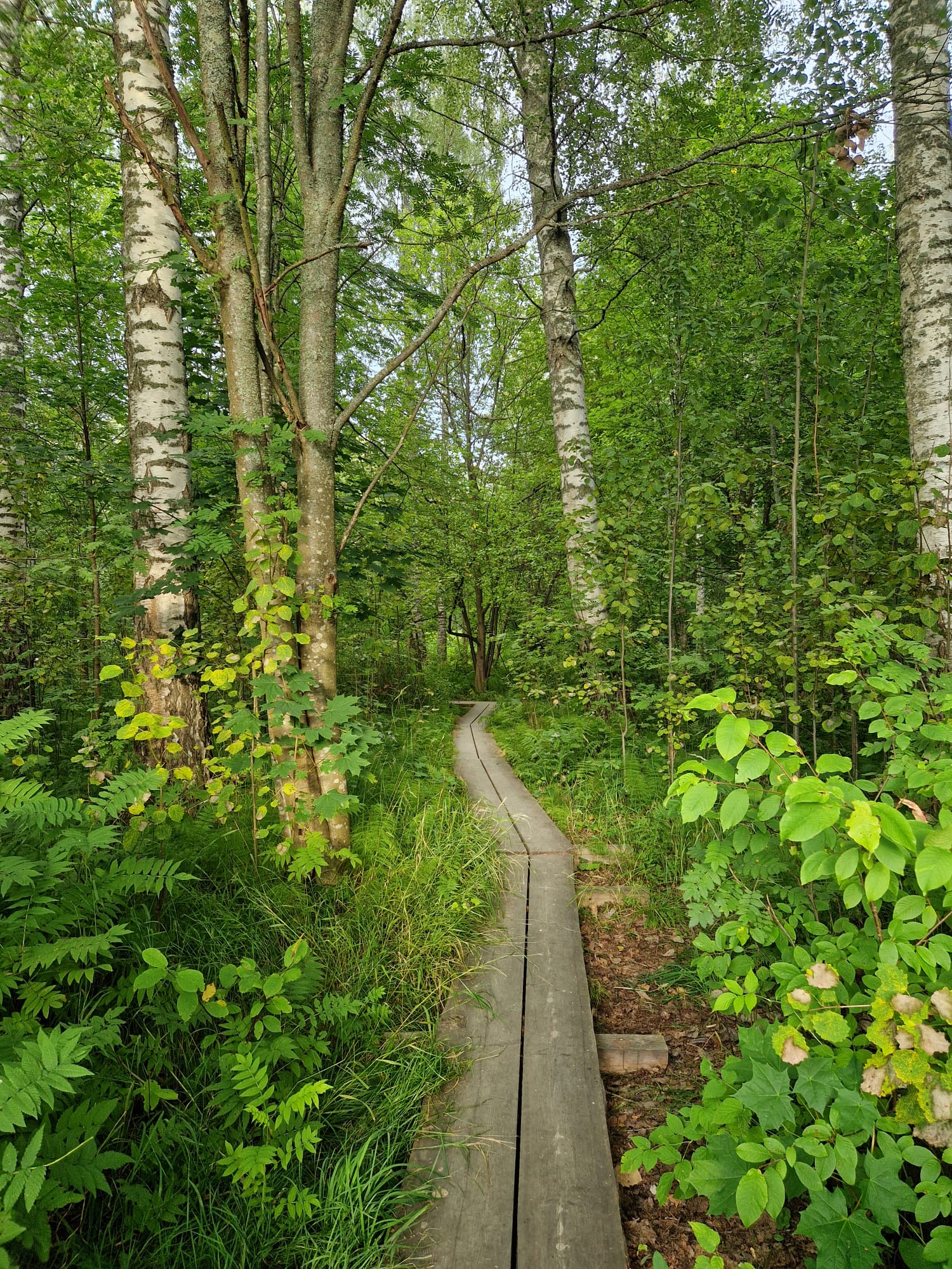 Pohdintoja matkalla psykoterapeutiksi
